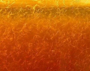 Anguillule du vinaigre