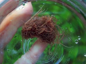 Anguillule du vinaigre