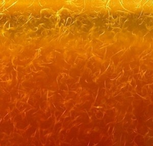 Anguillule du vinaigre