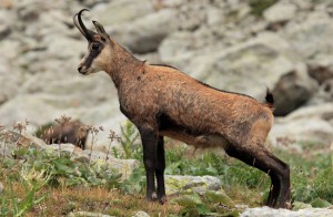 Chamois