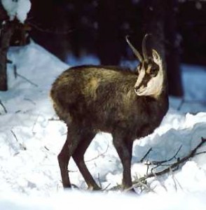 Chamois