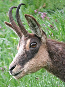 Chamois