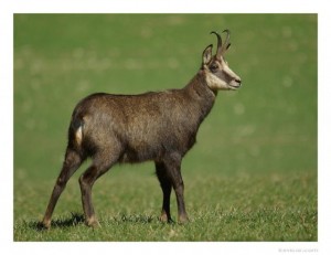 Chamois