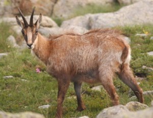 Chamois