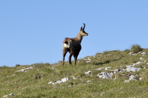Chamois