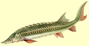 Esturgeon
