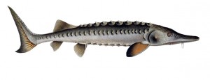 Esturgeon