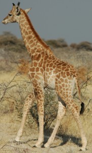 Girafe