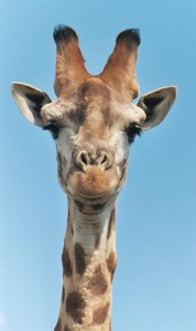 Girafe