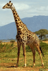 Girafe