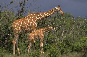 Girafe