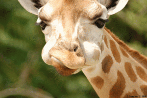 Girafe