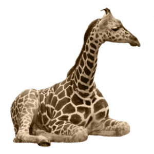 Girafe