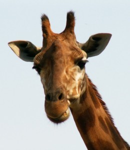 Girafe