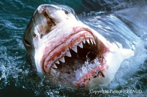 Grand requin blanc