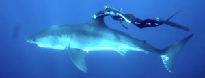 Grand requin blanc
