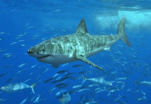Grand requin blanc