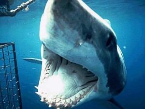 Grand requin blanc