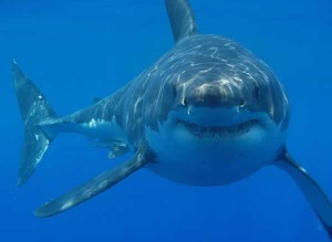 Grand requin blanc