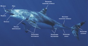 Grand requin blanc