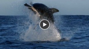 Grand requin blanc