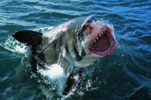 Grand requin blanc