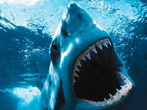 Grand requin blanc