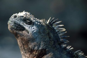 Iguane marin