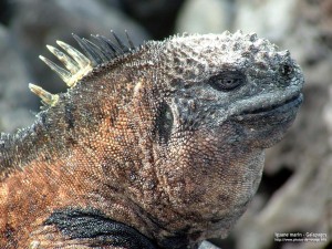 Iguane marin