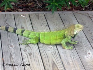 Iguane vert