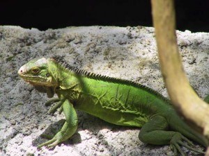 Iguane vert