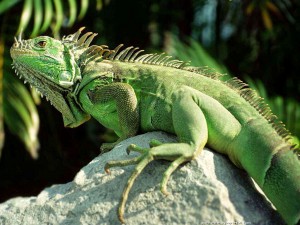 Iguane vert