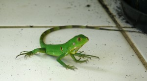 Iguane vert
