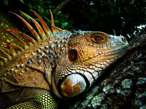 Iguane vert