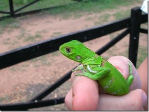 Iguane vert