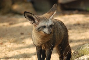 Otocyon