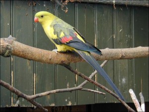 Perruche d'Alexandra