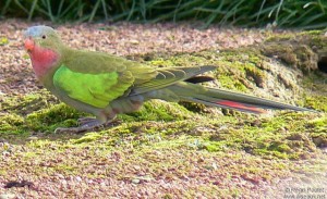 Perruche d'Alexandra