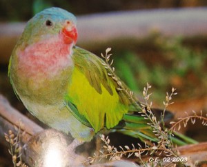 Perruche d'Alexandra