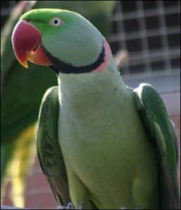 Perruche d'Alexandra