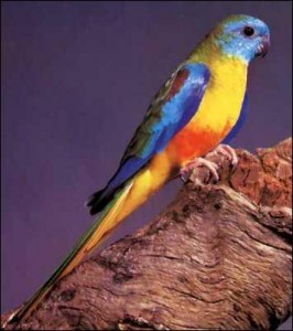 Perruche d'Alexandra