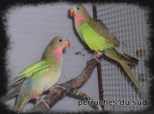 Perruche d'Alexandra