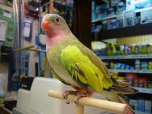 Perruche d'Alexandra