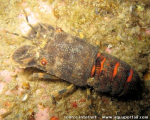 Petite cigale de mer