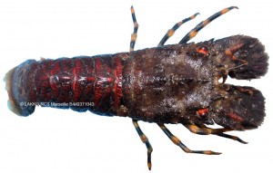 Petite cigale de mer