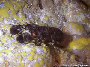 Petite cigale de mer