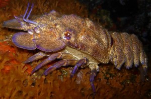 Petite cigale de mer