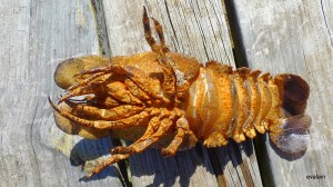 Petite cigale de mer