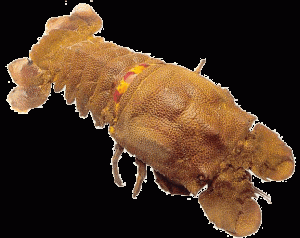 Petite cigale de mer