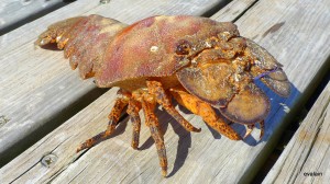 Petite cigale de mer